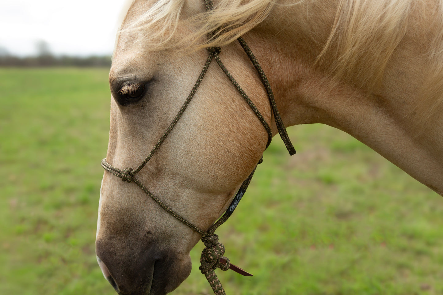Patriot Halter and Lead