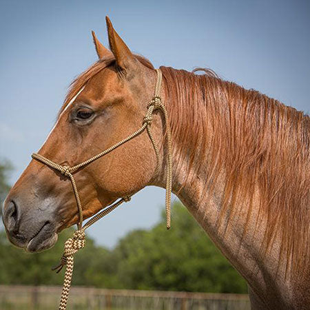 Brown Navajo Halter and Lead Rope
