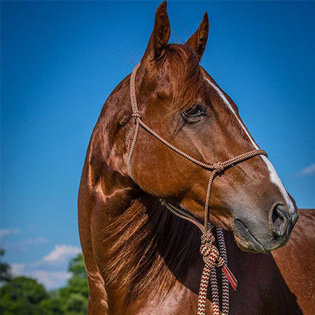 Red Navajo Halter & Lead