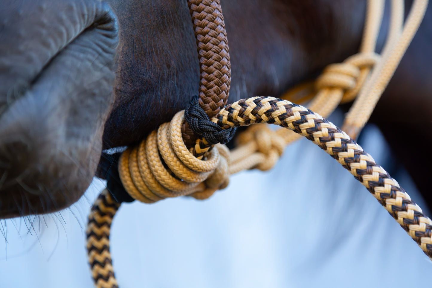 Signature Hackamore