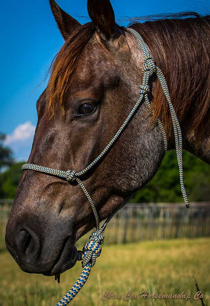 Turquoise Navajo Halter & Lead